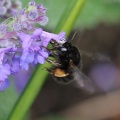 Anthophora plumipes, female, Hairy-footed Flower Bee, Alan Prowse